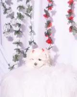 Female Teacup Maltese, a female Maltese for sale in Palmdale, CA – 1 of 8