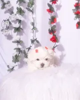 Female Teacup Maltese, a female Maltese for sale in Palmdale, CA – 2 of 8