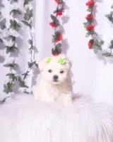Female Teacup Maltesee, a female Maltese for sale in Palmdale, CA – 2 of 10