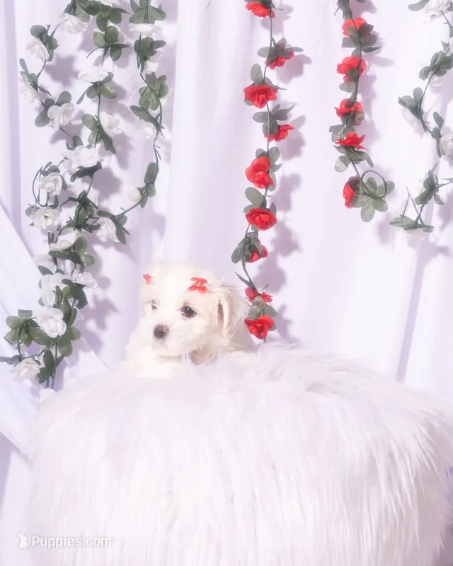Female Maltese – Maltese puppy for sale in Palmdale, CA