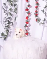 Female Maltese, a female Maltese for sale in Palmdale, CA – 1 of 3