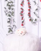 Female Teacup Maltese, a female Maltese for sale in Palmdale, CA – 5 of 8