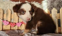 Louie, a male Miniature Australian Shepherd for sale in Cokato, MN – Photo 4 of 4