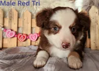 Louie, a male Miniature Australian Shepherd for sale in Cokato, MN – Photo 1 of 4
