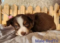 Finn, a male Miniature Australian Shepherd for sale in Cokato, MN – Photo 1 of 5