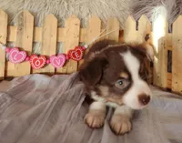 Finn, a male Miniature Australian Shepherd for sale in Cokato, MN – Photo 2 of 5