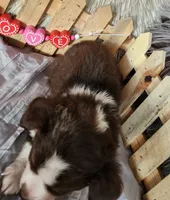 Finn, a male Miniature Australian Shepherd for sale in Cokato, MN – Photo 4 of 5