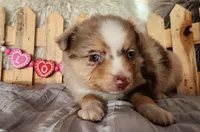 Lily, a female Miniature Australian Shepherd for sale in Cokato, MN – Photo 4 of 4