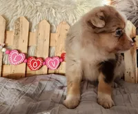 Lily, a female Miniature Australian Shepherd for sale in Cokato, MN – Photo 3 of 4