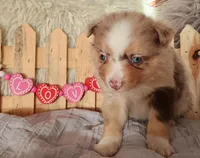 Lily, a female Miniature Australian Shepherd for sale in Cokato, MN – Photo 2 of 4