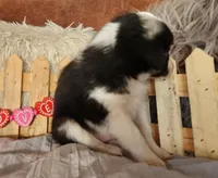 Jax, a male Miniature Australian Shepherd for sale in Cokato, MN – Photo 4 of 6