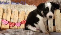 Jax, a male Miniature Australian Shepherd for sale in Cokato, MN – Photo 1 of 6
