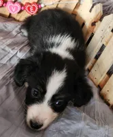 Jax, a male Miniature Australian Shepherd for sale in Cokato, MN – Photo 6 of 6