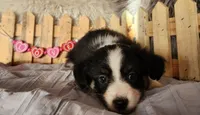 Jax, a male Miniature Australian Shepherd for sale in Cokato, MN – Photo 3 of 6
