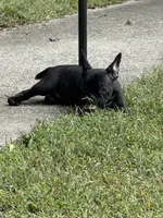 Basil , a female Frenchton for sale in Suffolk, VA – 2 of 9