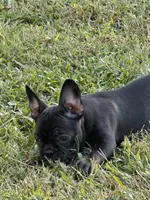 Basil , a female Frenchton for sale in Suffolk, VA – 8 of 9