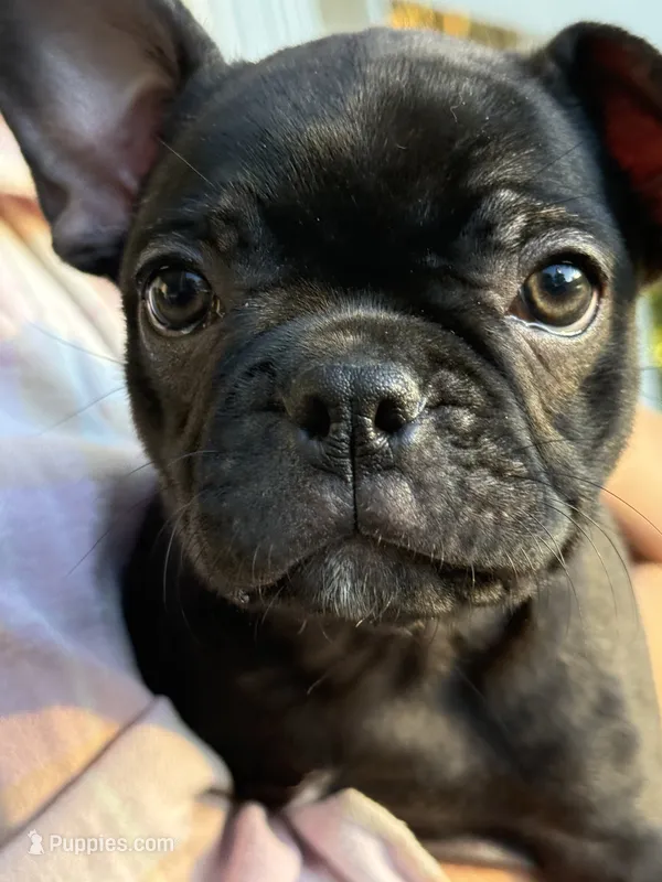 Lana – Frenchton puppy for sale in Suffolk, VA