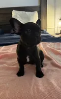 Daisy , a female Frenchton for sale in Sunbury, NC – 3 of 3