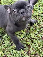 Lana, a female Frenchton for sale in Suffolk, VA – 7 of 8
