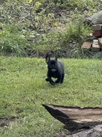 Lana, a female Frenchton for sale in Suffolk, VA – 8 of 8