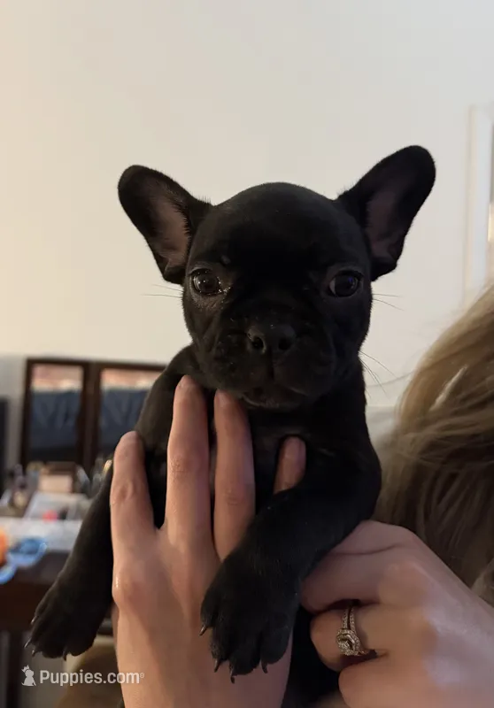 Daisy  – Frenchton puppy for sale in Sunbury, NC