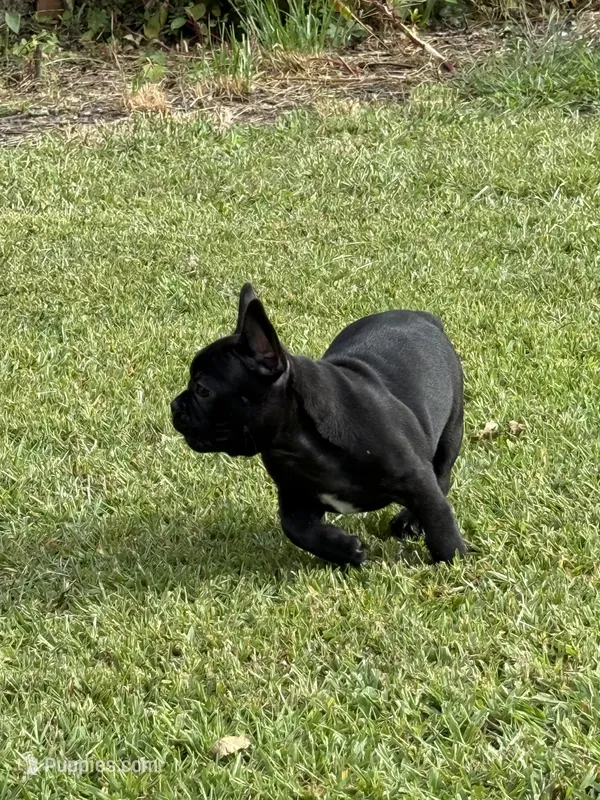 Daisy  – Frenchton puppy for sale in Sunbury, NC