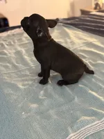 Basil , a female Frenchton for sale in Sunbury, NC – 4 of 4