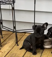 Basil , a female Frenchton for sale in Sunbury, NC – 2 of 4