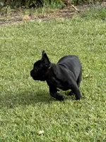 Daisy , a female Frenchton for sale in Sunbury, NC – 6 of 6