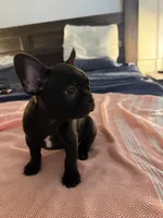 Daisy , a female Frenchton for sale in Sunbury, NC – 2 of 3