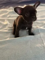 Lana, a female Frenchton for sale in Sunbury, NC – 3 of 5