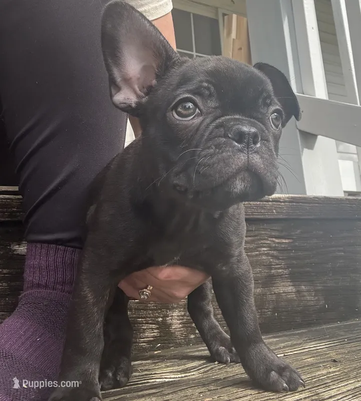 Lana – Frenchton puppy for sale in Sunbury, NC