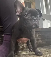 Lana, a female Frenchton for sale in Suffolk, VA – 2 of 8