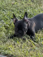 Basil , a female Frenchton for sale in Suffolk, VA – 9 of 9