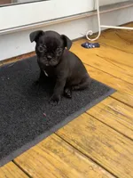 Lana, a female Frenchton for sale in Sunbury, NC – 2 of 5