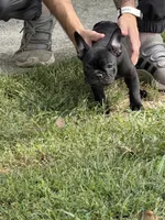 Basil , a female Frenchton for sale in Suffolk, VA – 6 of 9