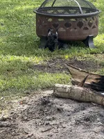 Basil , a female Frenchton for sale in Suffolk, VA – 7 of 9