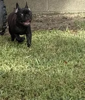 Basil , a female Frenchton for sale in Suffolk, VA – 5 of 9
