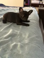 Lana, a female Frenchton for sale in Sunbury, NC – 5 of 5