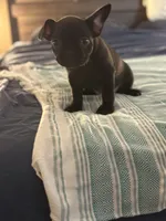 Basil , a female Frenchton for sale in Sunbury, NC – 3 of 4