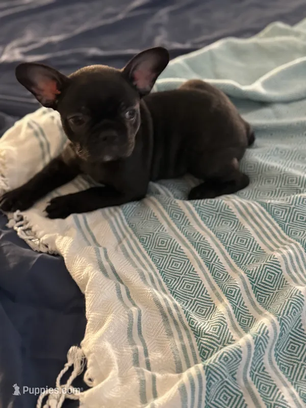 Lana – Frenchton puppy for sale in Sunbury, NC