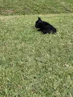 Daisy , a female Frenchton for sale in Sunbury, NC – 5 of 6
