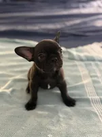 Lana, a female Frenchton for sale in Sunbury, NC – 4 of 5