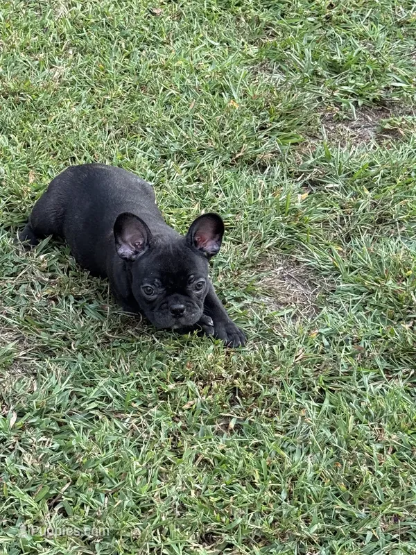Lana – Frenchton puppy for sale in Sunbury, NC
