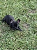 Lana, a female Frenchton for sale in Suffolk, VA – 1 of 8