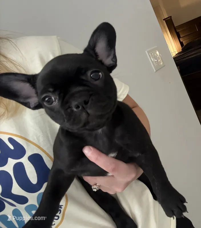 Daisy  – Frenchton puppy for sale in Sunbury, NC