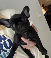 Daisy , a female Frenchton for sale in Sunbury, NC – 1 of 6
