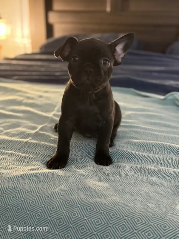 Basil  – Frenchton puppy for sale in Sunbury, NC