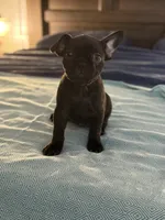 Basil , a female Frenchton for sale in Sunbury, NC – 1 of 4