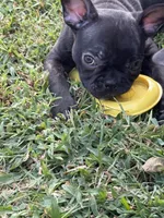 Lana, a female Frenchton for sale in Suffolk, VA – 5 of 8